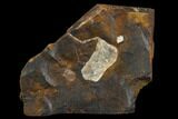 Fossil Ginkgo Leaf From North Dakota - Paleocene #130426-1